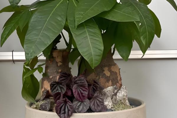 发财树叶子撑不开怎么处理,要保证充足的光照条件