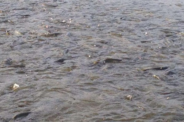 鱼缺氧有什么症状，会出现浮头、鱼体倾斜等情况