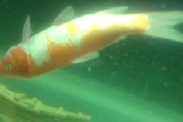 鱼缺氧有什么症状，会出现浮头、鱼体倾斜等情况