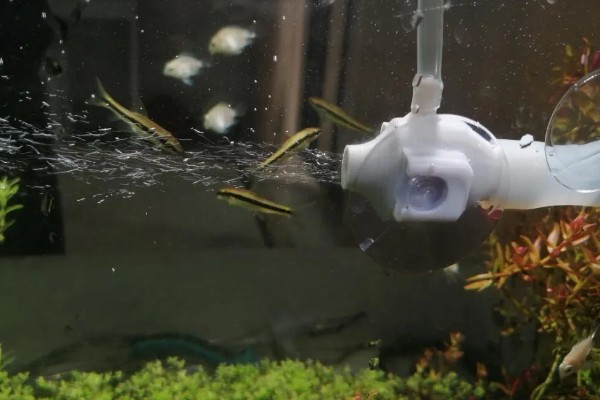 鱼缺氧有什么症状，会出现浮头、鱼体倾斜等情况