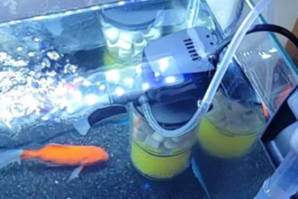 鱼缺氧有什么症状，会出现浮头、鱼体倾斜等情况