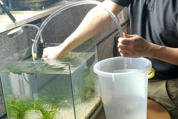 鱼缺氧有什么症状，会出现浮头、鱼体倾斜等情况