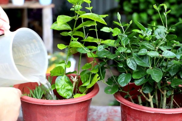 茉莉花的养护方法,适宜生长在湿润的环境中