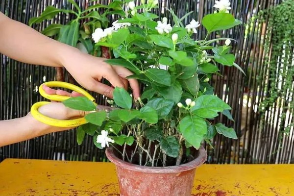 茉莉花的养护方法,适宜生长在湿润的环境中