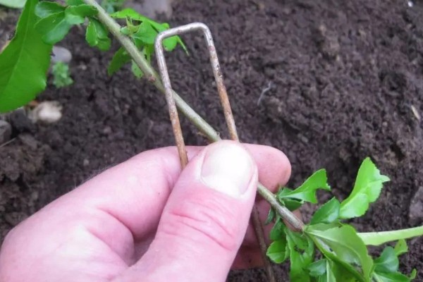 如何进行压条繁殖，以下4种方式均可采取