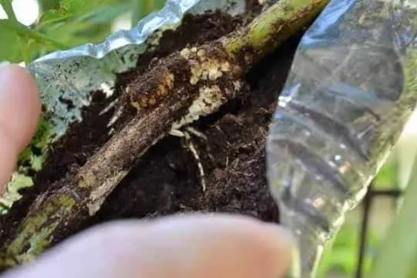 如何进行压条繁殖，以下4种方式均可采取