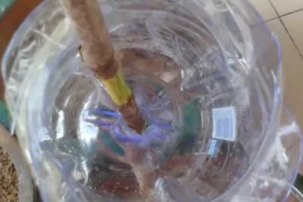 如何进行压条繁殖，以下4种方式均可采取