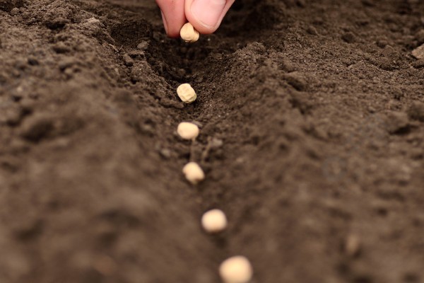 如何进行压条繁殖，以下4种方式均可采取