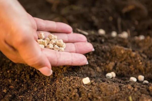 如何进行压条繁殖，以下4种方式均可采取