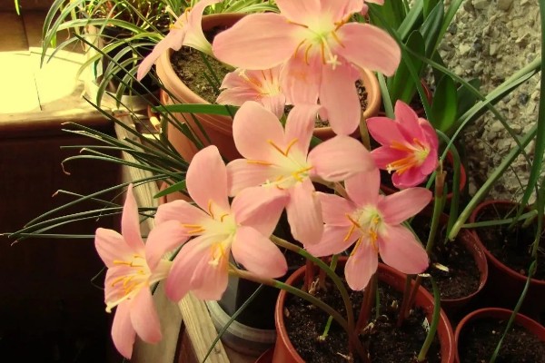 风雨兰有多少种颜色，有两百多种颜色