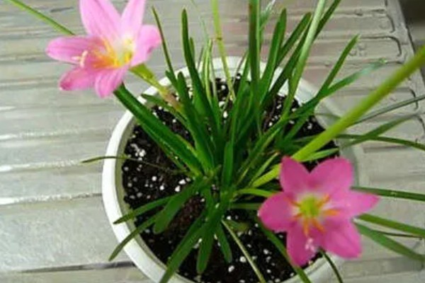 风雨兰有多少种颜色，有两百多种颜色