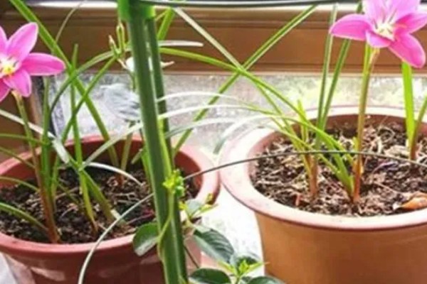 风雨兰有多少种颜色，有两百多种颜色