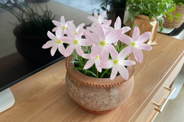 风雨兰有多少种颜色，有两百多种颜色