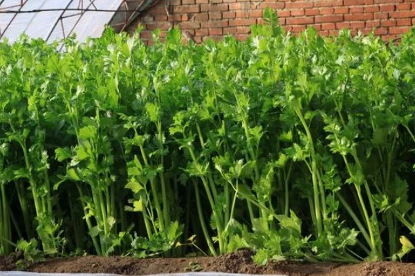 芹菜的产地,原产于地中海沿岸的沼泽地带