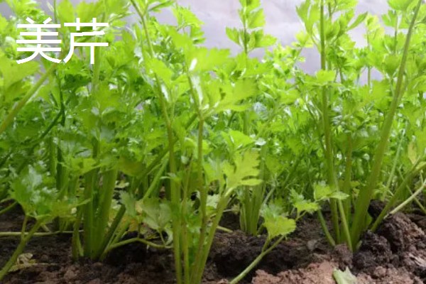 芹菜的产地,原产于地中海沿岸的沼泽地带