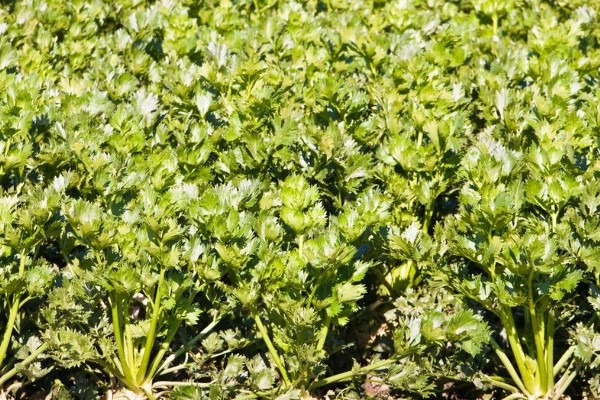 芹菜的产地,原产于地中海沿岸的沼泽地带