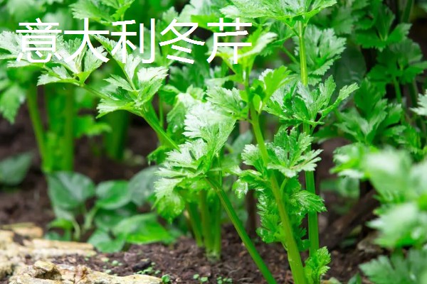 芹菜的产地,原产于地中海沿岸的沼泽地带