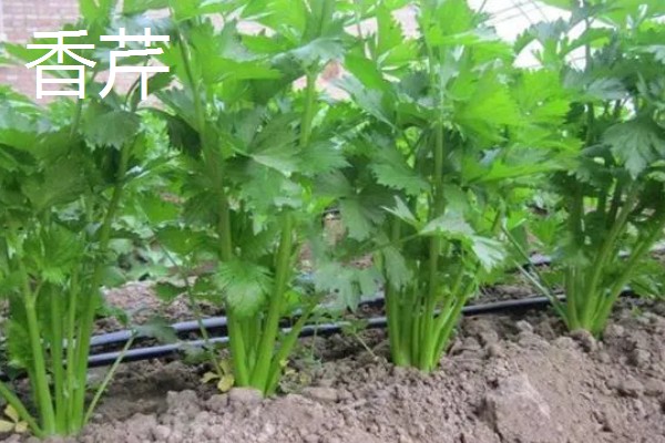 芹菜的产地,原产于地中海沿岸的沼泽地带