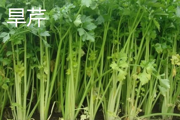 芹菜的产地,原产于地中海沿岸的沼泽地带