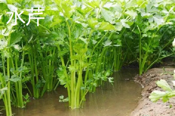 芹菜的产地,原产于地中海沿岸的沼泽地带