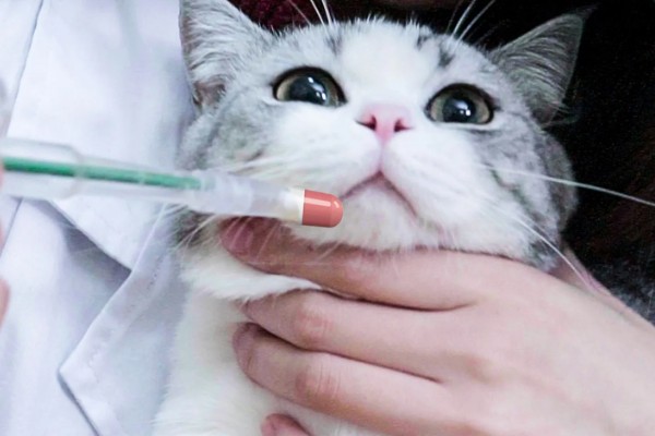 猫神经炎怎么治疗,缺乏维生素时要大量补充维生素