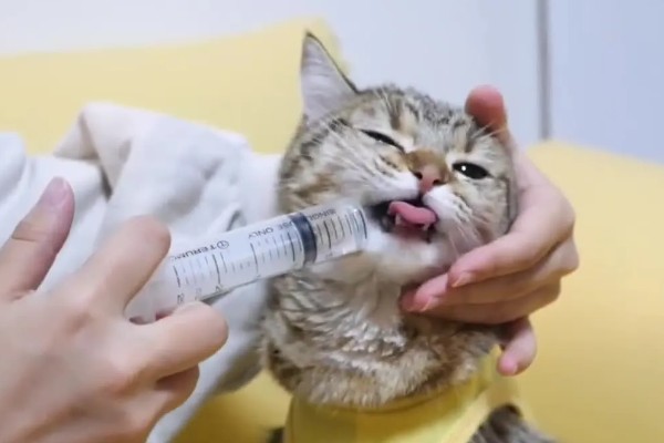 猫神经炎怎么治疗,缺乏维生素时要大量补充维生素