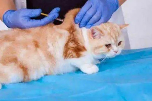 猫神经炎怎么治疗,缺乏维生素时要大量补充维生素