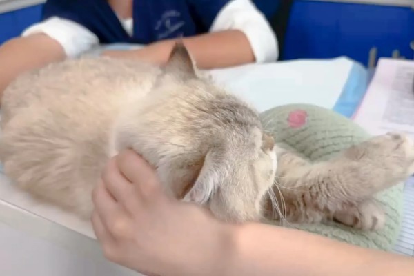 猫神经炎怎么治疗,缺乏维生素时要大量补充维生素