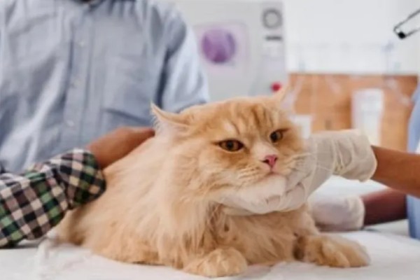 猫神经炎怎么治疗,缺乏维生素时要大量补充维生素