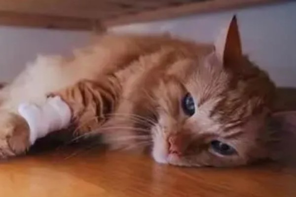 猫神经炎怎么治疗,缺乏维生素时要大量补充维生素