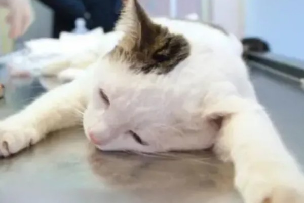 猫神经炎怎么治疗,缺乏维生素时要大量补充维生素