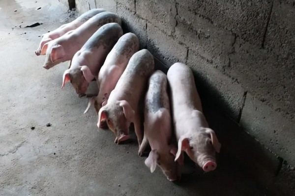 冬天猪突然不吃食的原因,可能是低温、空气质量差等因素造成