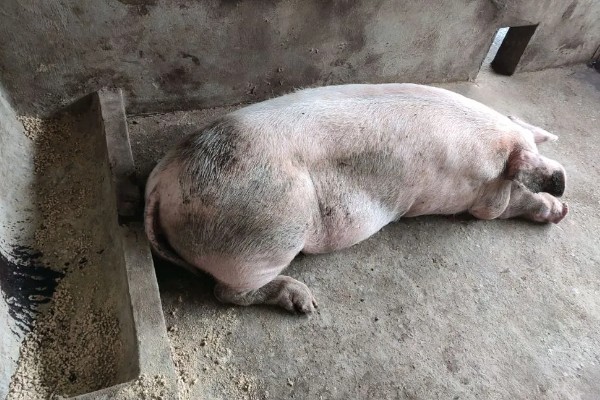 冬天猪突然不吃食的原因,可能是低温、空气质量差等因素造成