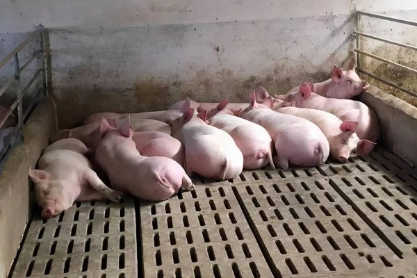 冬天猪突然不吃食的原因,可能是低温、空气质量差等因素造成