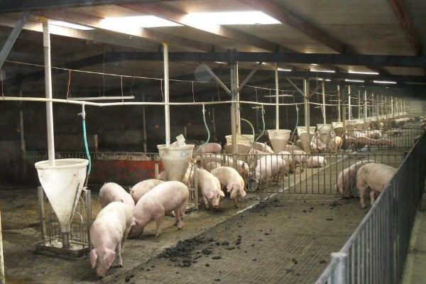 冬天猪突然不吃食的原因,可能是低温、空气质量差等因素造成