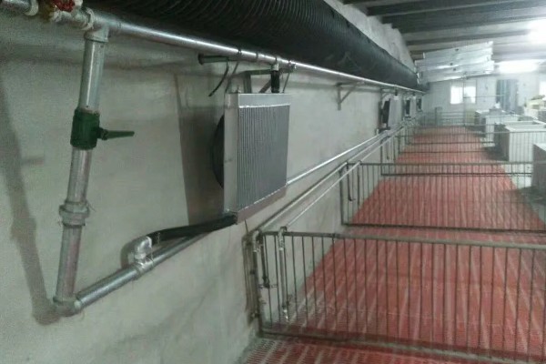 冬天猪突然不吃食的原因,可能是低温、空气质量差等因素造成