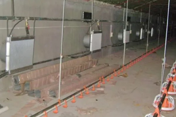 冬天猪突然不吃食的原因,可能是低温、空气质量差等因素造成