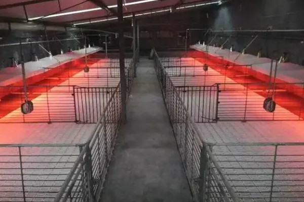 冬天猪突然不吃食的原因,可能是低温、空气质量差等因素造成