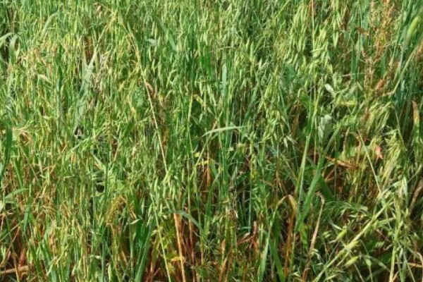 燕麦主产于哪里,以北纬41-43°的地区为主