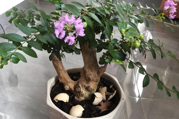 紫荆花叶子变红的原因,可能是光照过强所致