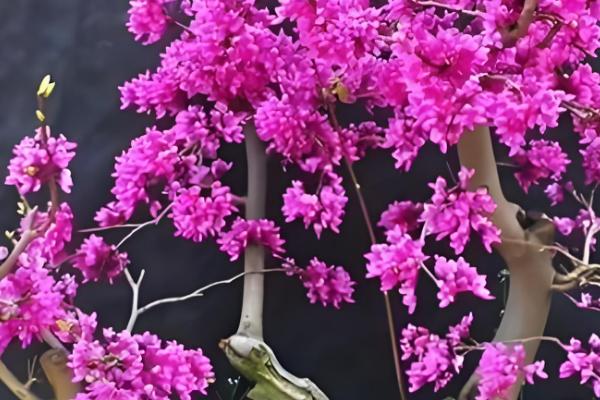 紫荆花叶子变红的原因,可能是光照过强所致