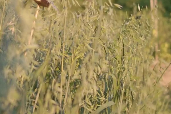 燕麦主产于哪里,以北纬41-43°的地区为主