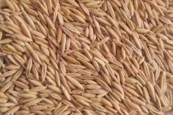 燕麦主产于哪里,以北纬41-43°的地区为主