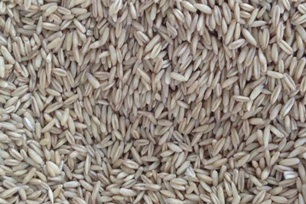 燕麦主产于哪里,以北纬41-43°的地区为主