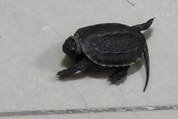 草龟如何喂食,要把食物放在水里