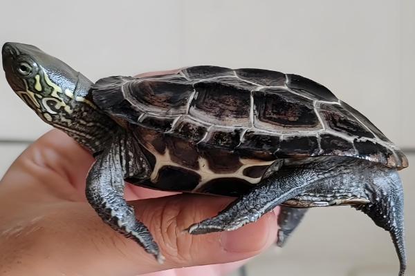 草龟如何喂食,要把食物放在水里