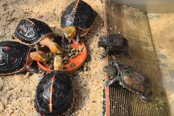 草龟如何喂食,要把食物放在水里