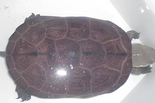 草龟如何喂食,要把食物放在水里