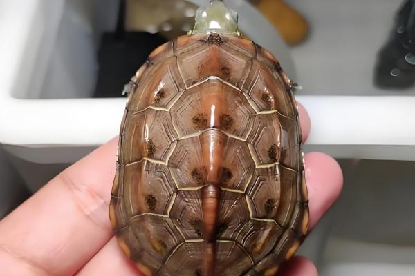 草龟如何喂食,要把食物放在水里