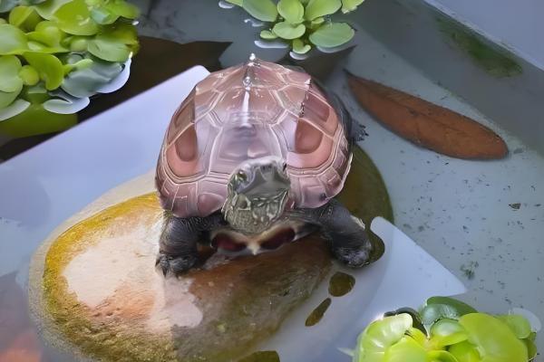 草龟如何喂食,要把食物放在水里